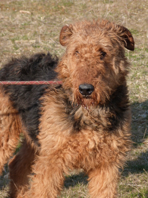 GARETT - airedale terrier 5 ans - Spa de Poitiers (86) 051_g_10