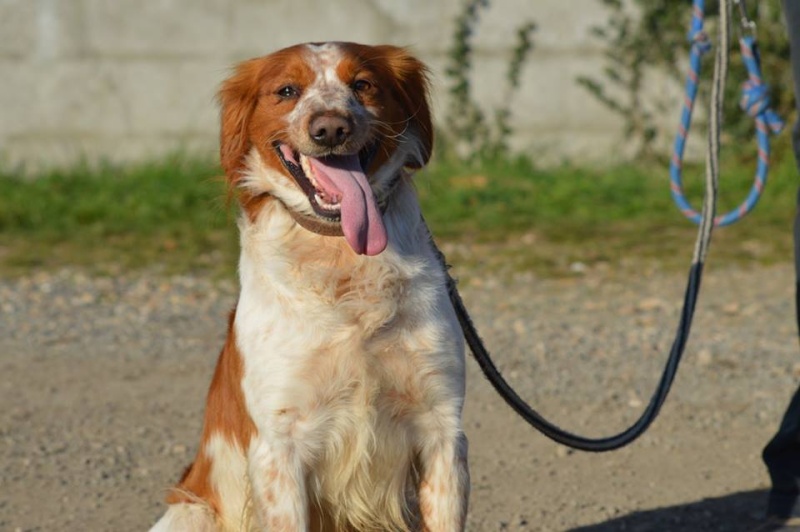 CALISTO  Epagneul Breton   8 ans   -   SPA DE  POITIERS 86 Calist12