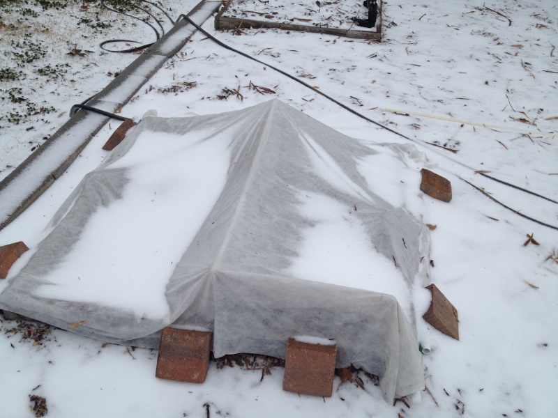 The Winter Journey and greenhouse plastic - Page 9 Img_0912