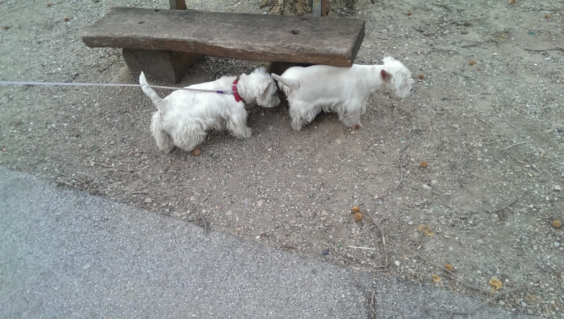 CESAR, westie mâle de 7 ans - Page 2 Imag0710