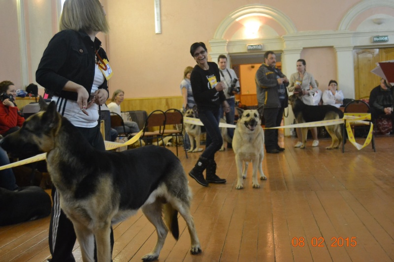 8-02-2015 CACIB " «Калужское Созвездие 2015»«День пастушьих собак-2015 I-я группа» Dsc_0032