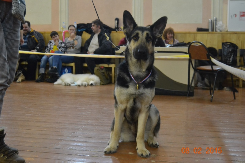 8-02-2015 CACIB " «Калужское Созвездие 2015»«День пастушьих собак-2015 I-я группа» Dsc_0124