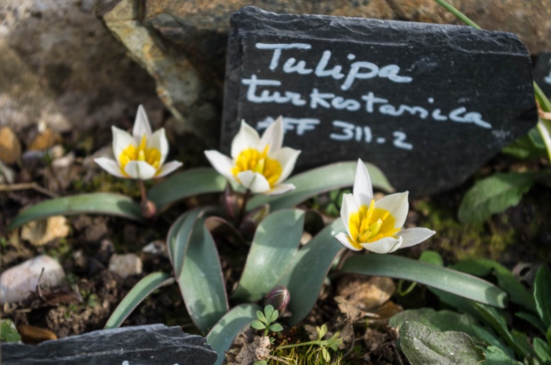 Tulipa 2015 Tulipa10
