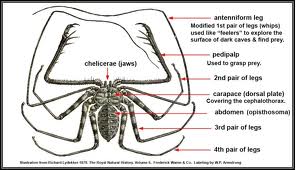 Fiche de maintien du Damon Variegatus Physiq10