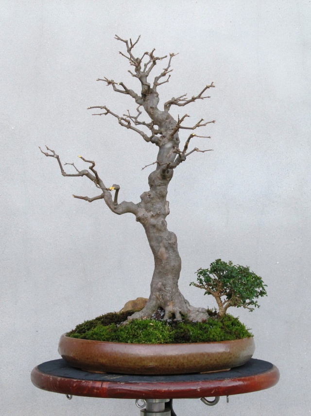 American Bonsai at the NC Arboretum - Page 15 210