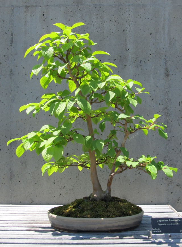American Bonsai at the NC Arboretum - Page 14 D_5-1310