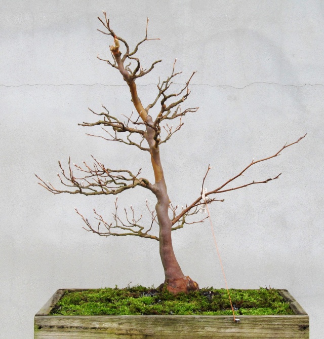American Bonsai at the NC Arboretum - Page 14 J10