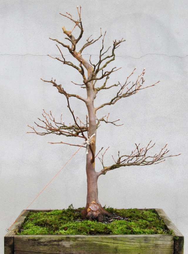 American Bonsai at the NC Arboretum - Page 14 K10