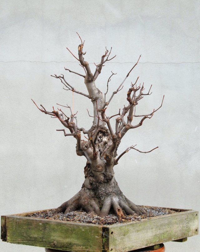 American Bonsai at the NC Arboretum - Page 16 L11