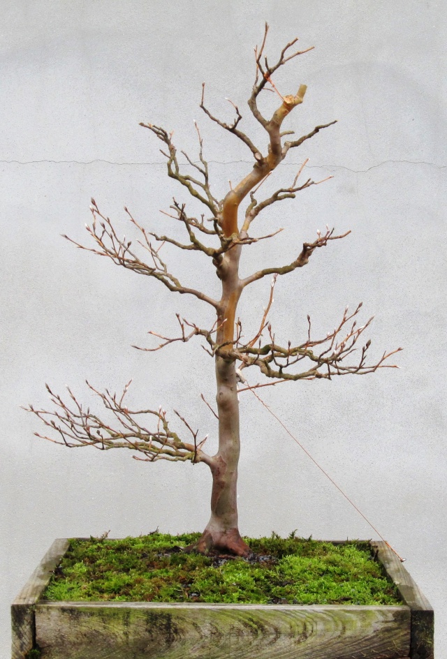 American Bonsai at the NC Arboretum - Page 14 M10