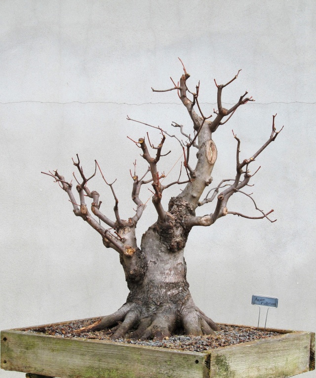 American Bonsai at the NC Arboretum - Page 15 M11