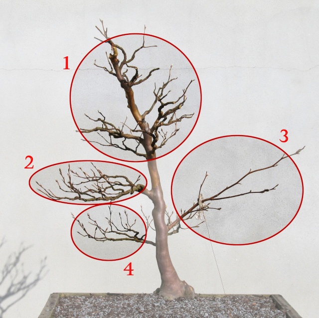 American Bonsai at the NC Arboretum - Page 14 R10