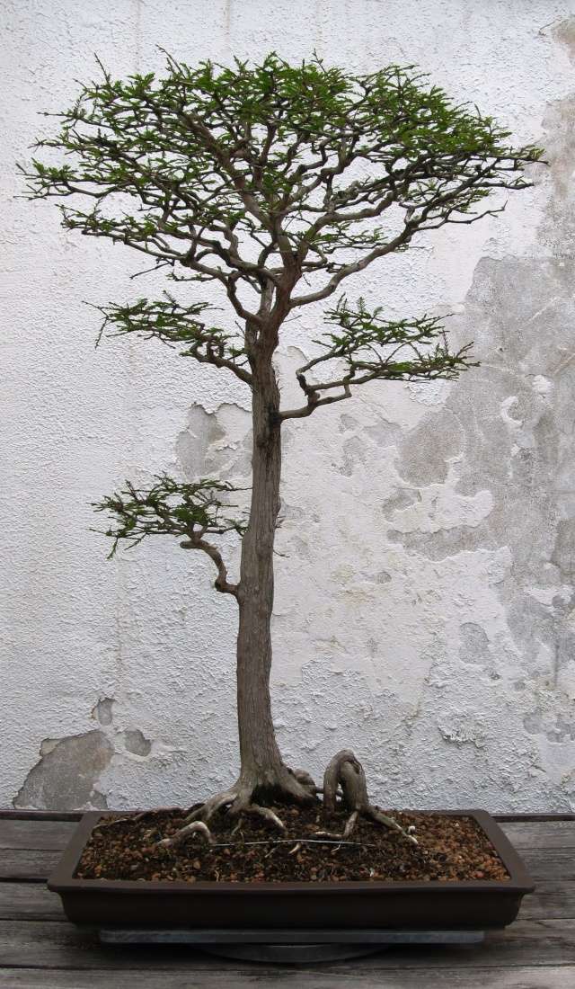 American Bonsai at the NC Arboretum - Page 15 Us_nat10