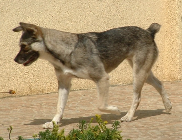 Naty, croisée petit chien de 10kg en FA dans le 09 Dscf0028
