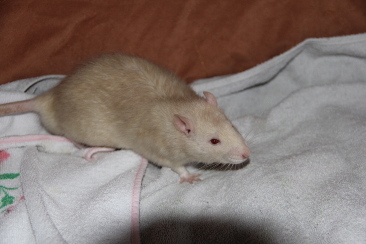 Chewy et Lorie + les ratons Img_2022