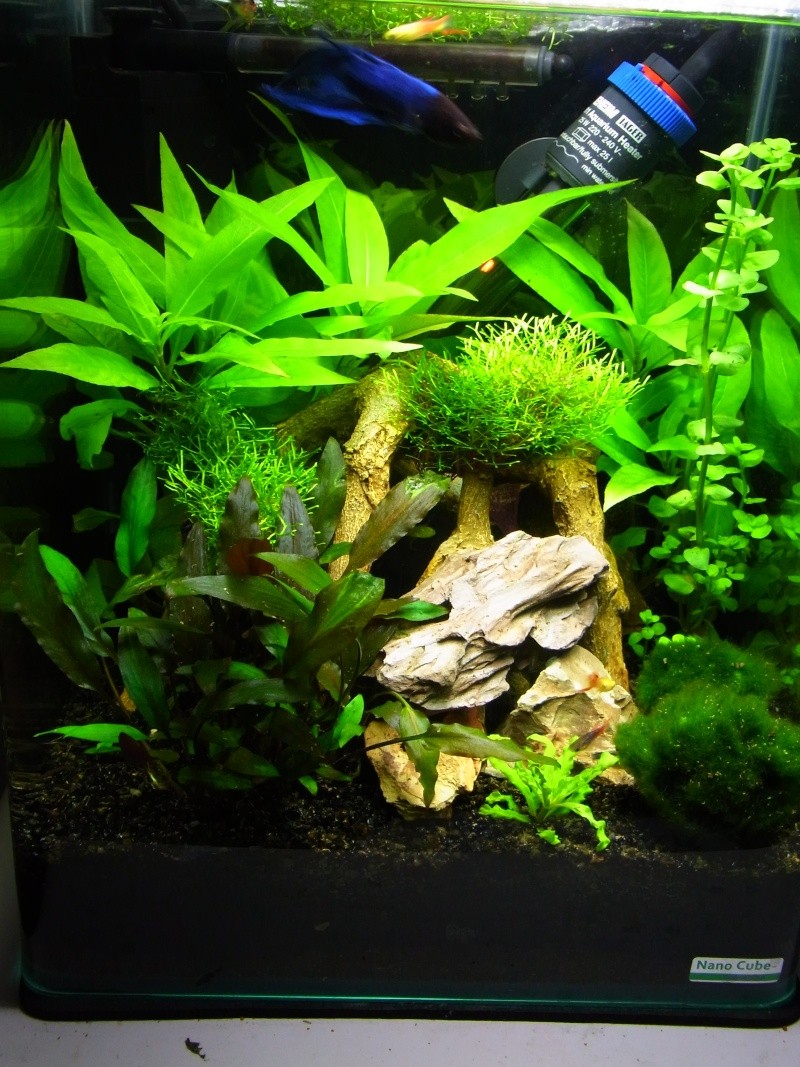 Mon Nanocube 20 litres Rimg1710