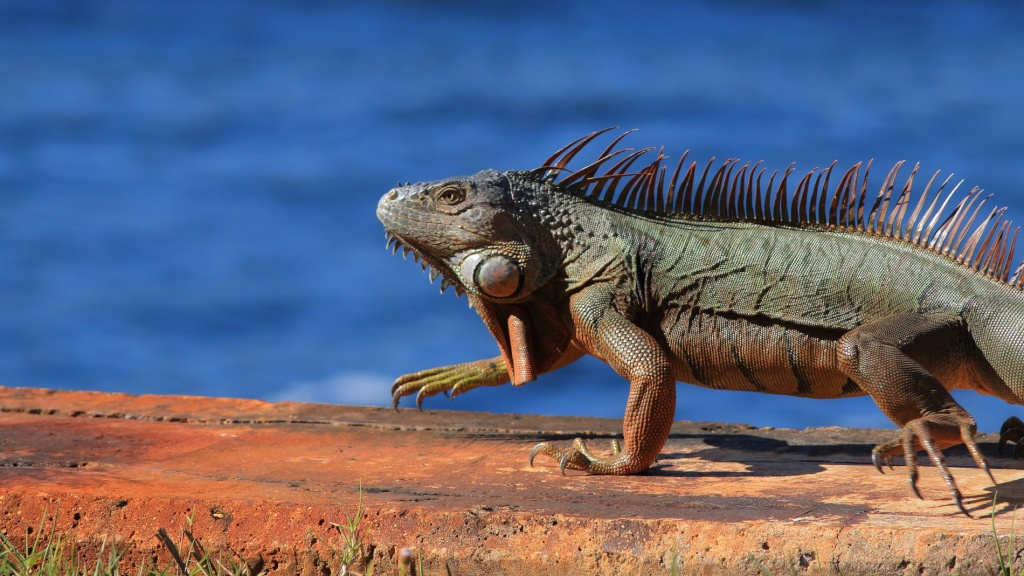 Iguane et alligator Iguane10