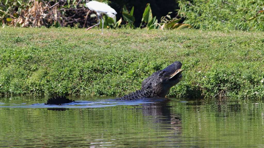 Iguane et alligator Img_1110