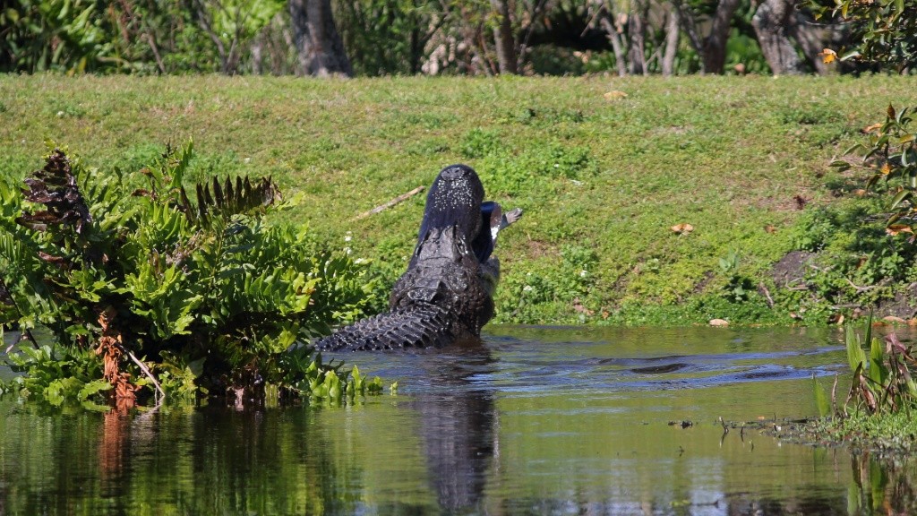 Iguane et alligator Img_1111