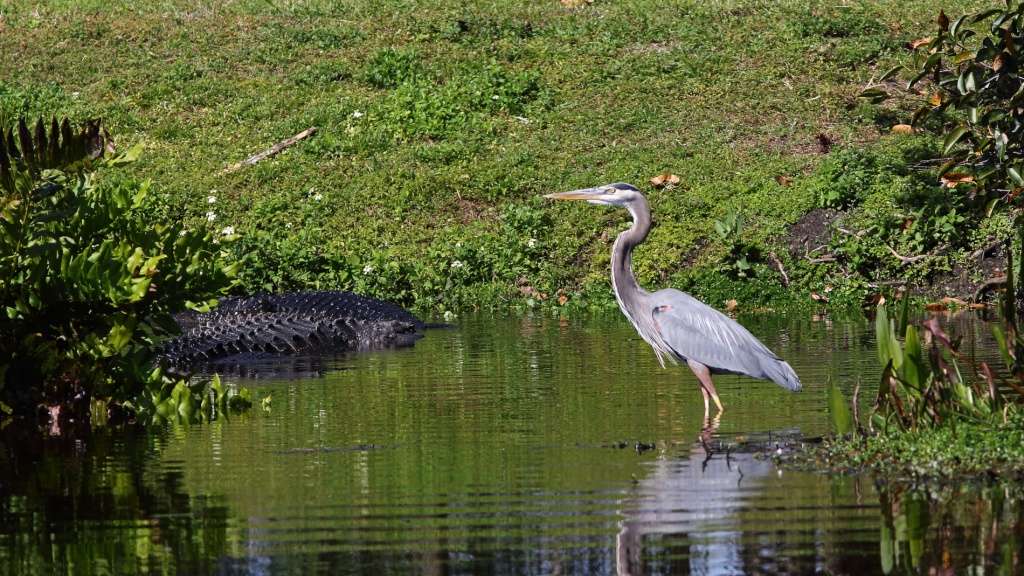 Iguane et alligator Img_1210