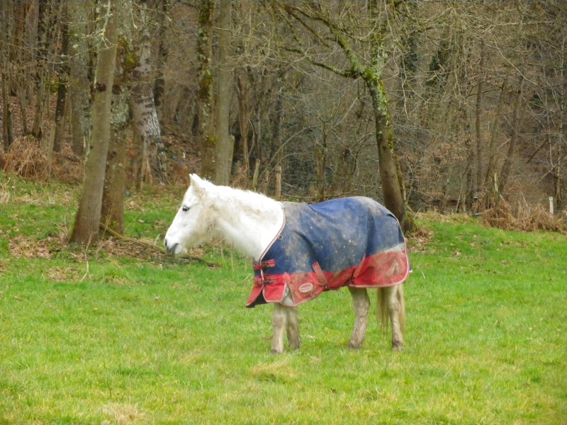 Dépt 84 TEXANE ONC Poney 26 ans réservée par Yoan (2014)Partie * - Page 4 Imgp1921