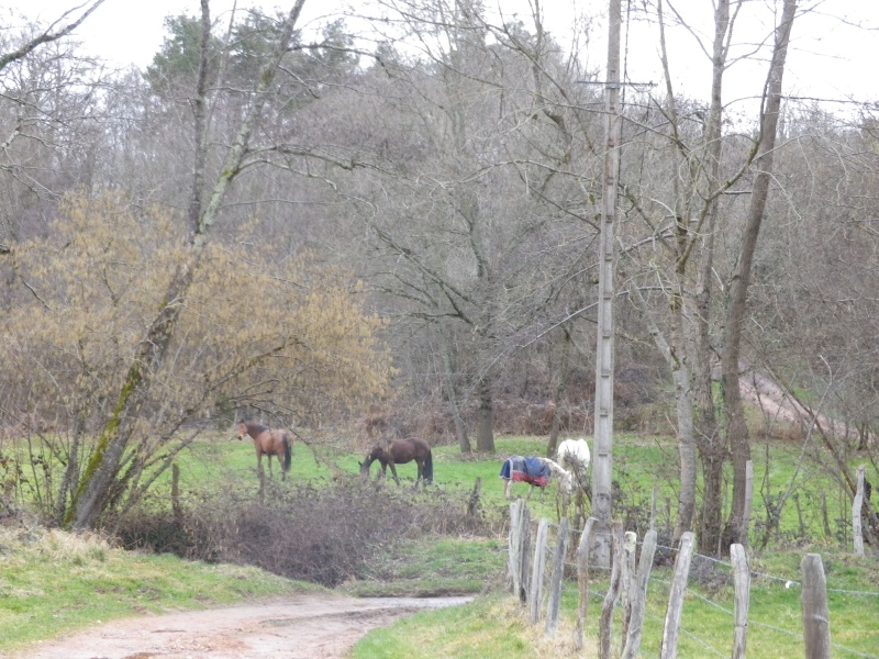 Dépt 84 TEXANE ONC Poney 26 ans réservée par Yoan (2014)Partie * - Page 4 Imgp1922