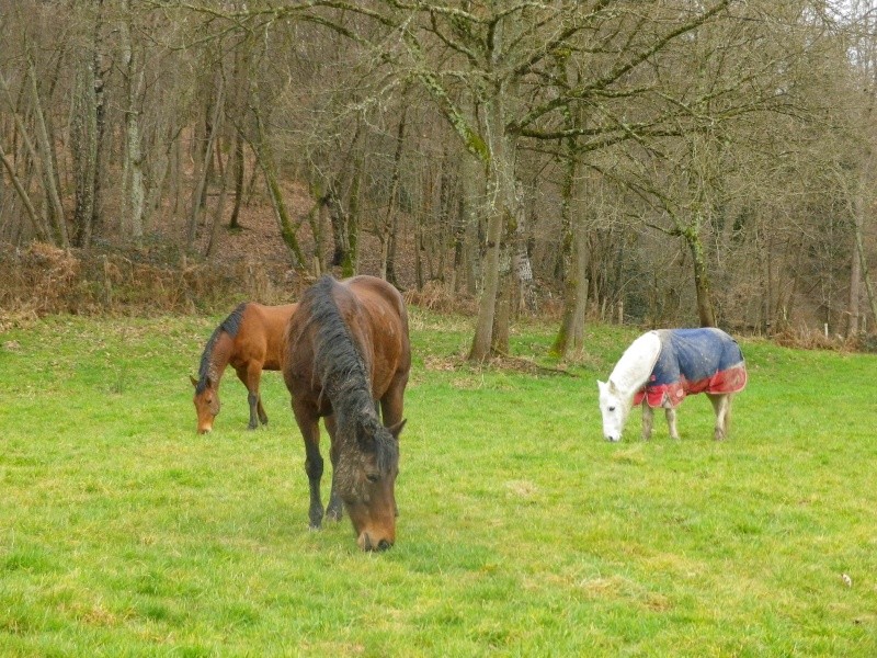 Dépt 84 TEXANE ONC Poney 26 ans réservée par Yoan (2014)Partie * - Page 4 Imgp1924