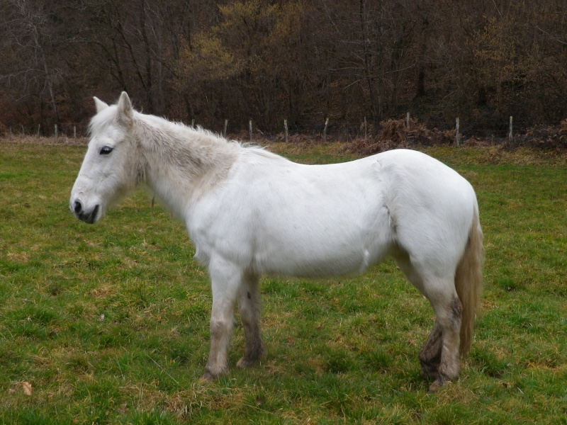 Dépt 84 TEXANE ONC Poney 26 ans réservée par Yoan (2014)Partie * - Page 4 Imgp2012