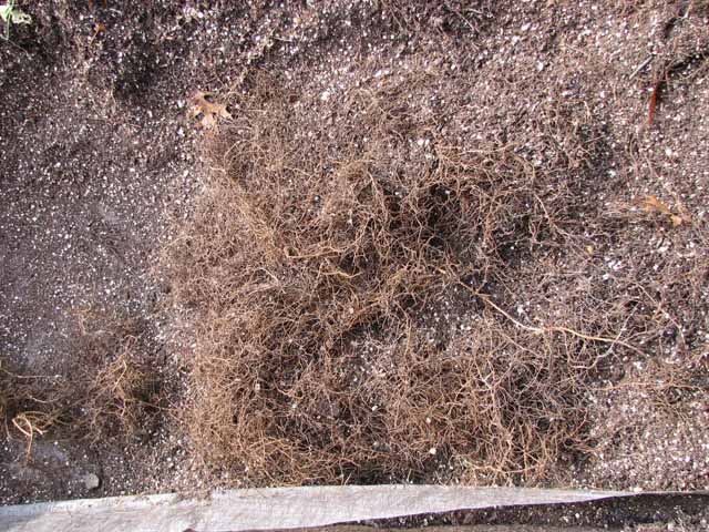 Will landscape cloth stop roots? Bed_3_10