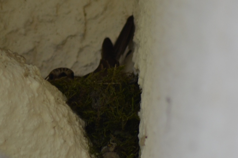 Quel est cet oiseau et cette couvée ? Csc_0010