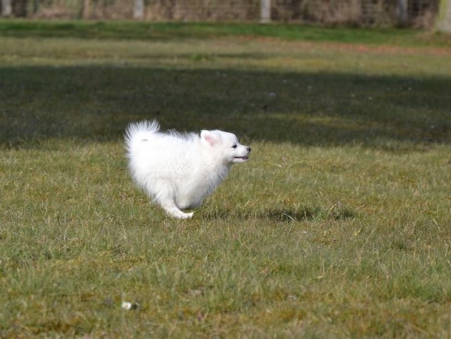 Nouvelle arrivante : Jume petite Spitz Japonaise - Page 2 11036410