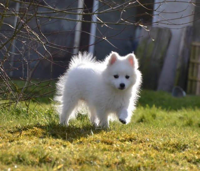 Nouvelle arrivante : Jume petite Spitz Japonaise - Page 3 11043110