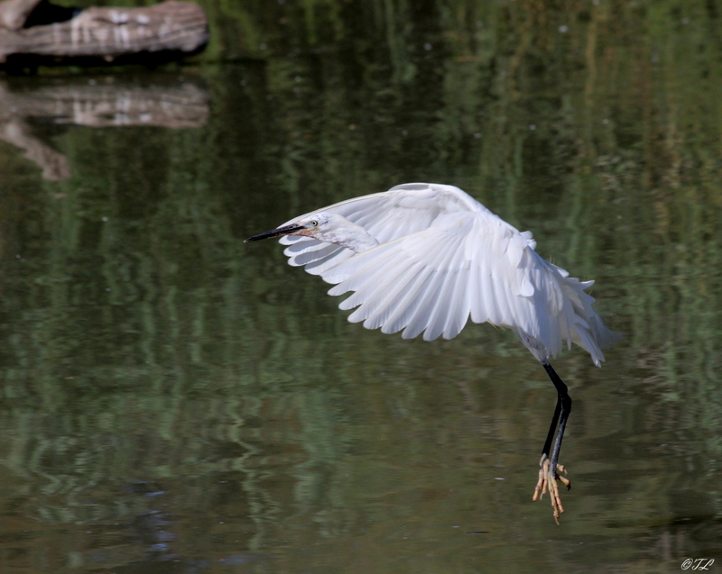 Camargue Img_3510