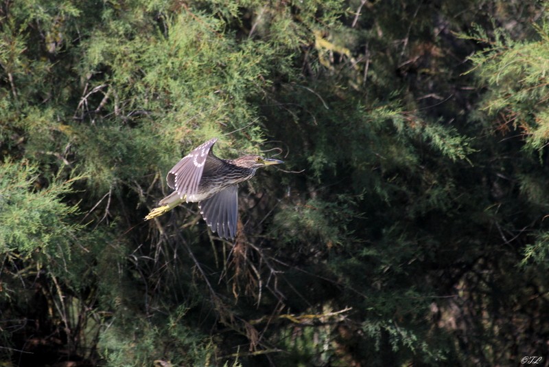 Camargue 2 +ajout Img_3611