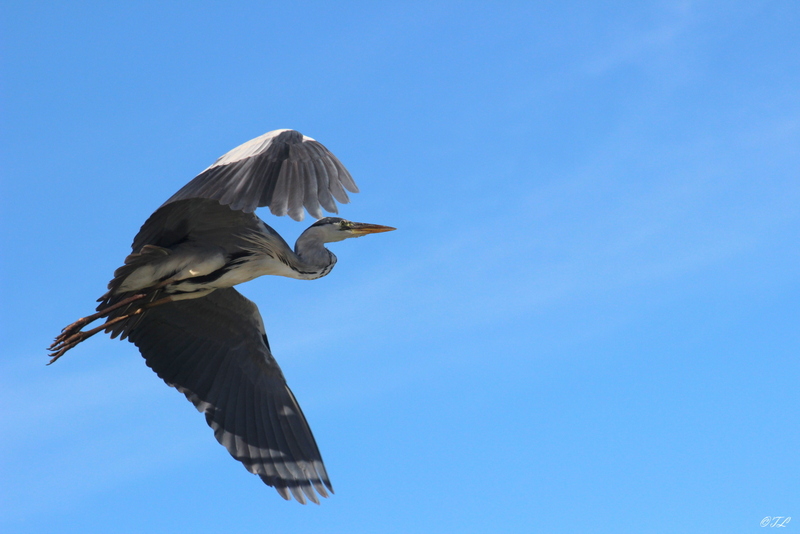 Camargue 2 +ajout Img_3619