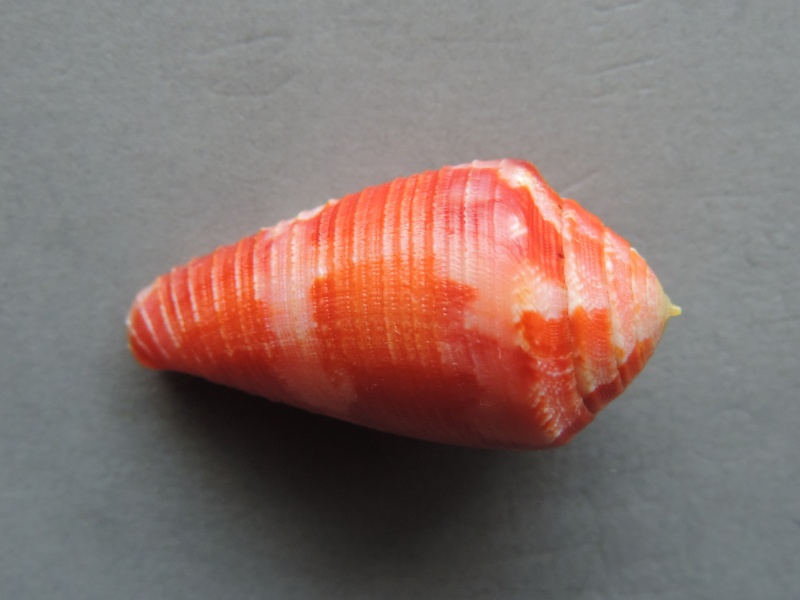 Conus (Rhizoconus) pertusus  amabilis   Lamarck 1810 Dscn2120