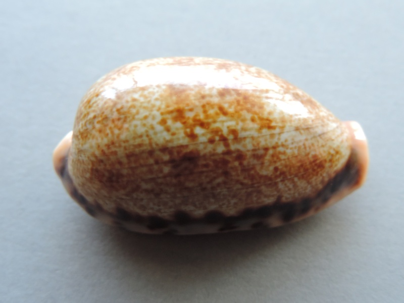 Erronea caurica quinquefasciata (Röding, 1798)  Dscn2126