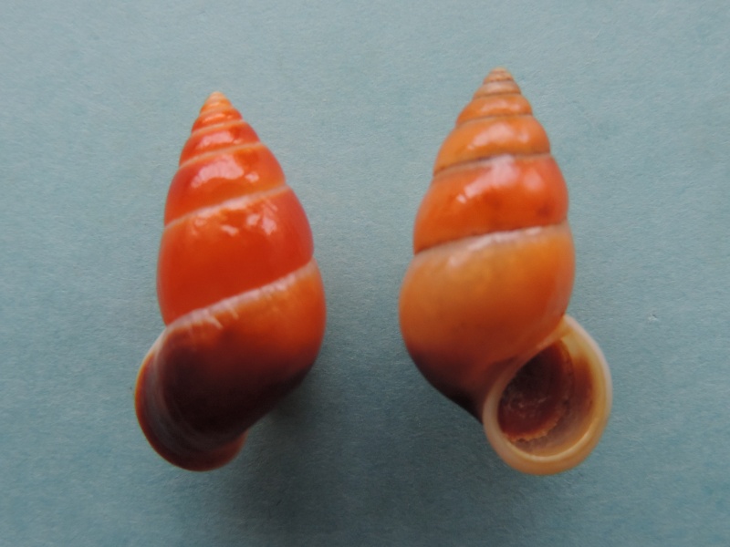 Hainesia crocea (G. B. Sowerby, 1847)  Dscn2150