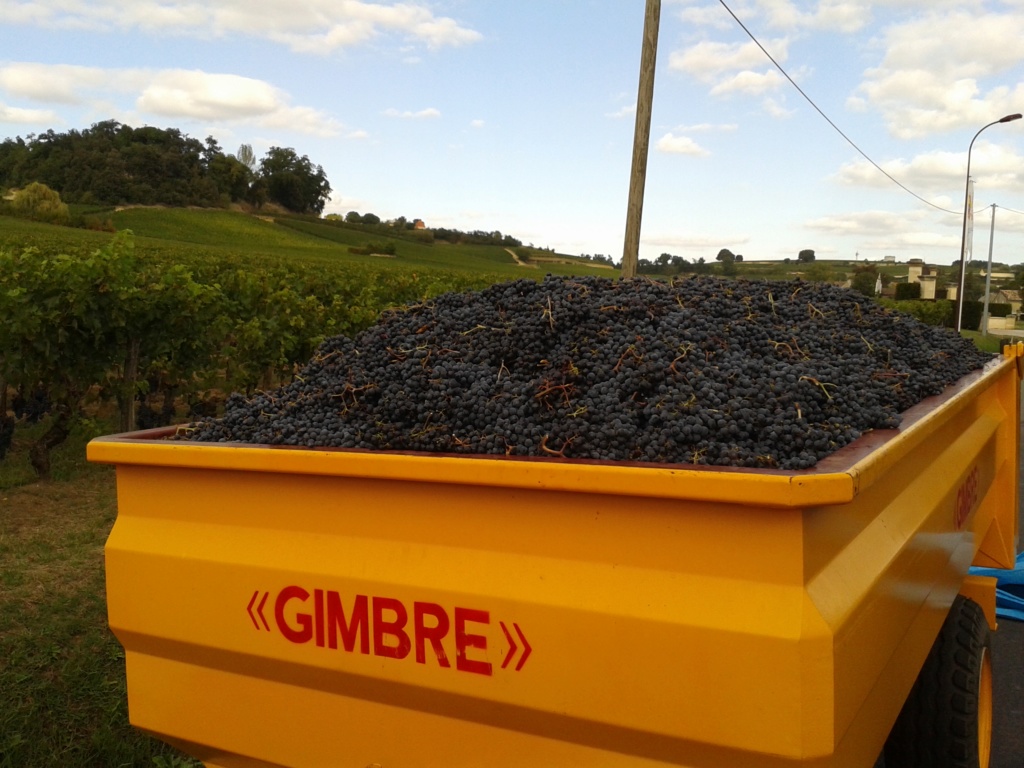 Balade à Saint Emilion en pleines vendanges. 20190915