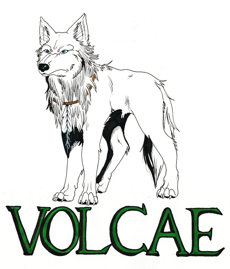 Volcae, le loup avec une plume. Logora10