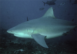 Chasse aux requins à la Réunion : Victoire juridique des associations Requin11