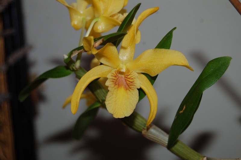Dendrobium Stardust 'Chyomi' Dsc_6213
