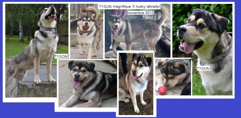 TYSON x husky labrador né 11/2012/ sociable joueur équilibré REF78 ADOPTER - Page 2 Captur14