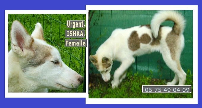 Urgent, ISHKA, 9mois  Femelle husky/groenlandais ...PART 88  Image010