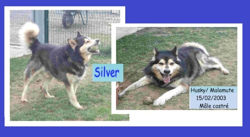 Silver Husky x Mala (m) 15/02/2003 ok femelles REFU29 Tt10