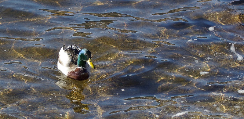 revoila des canard Imgp7610