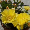 Opuntia humifusa (= Opuntia compressa) Compre10