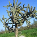 Opuntia humifusa (= Opuntia compressa) Spinos10