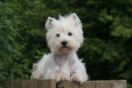 CENDRIER ROSE DES VENTS  60's Westie10