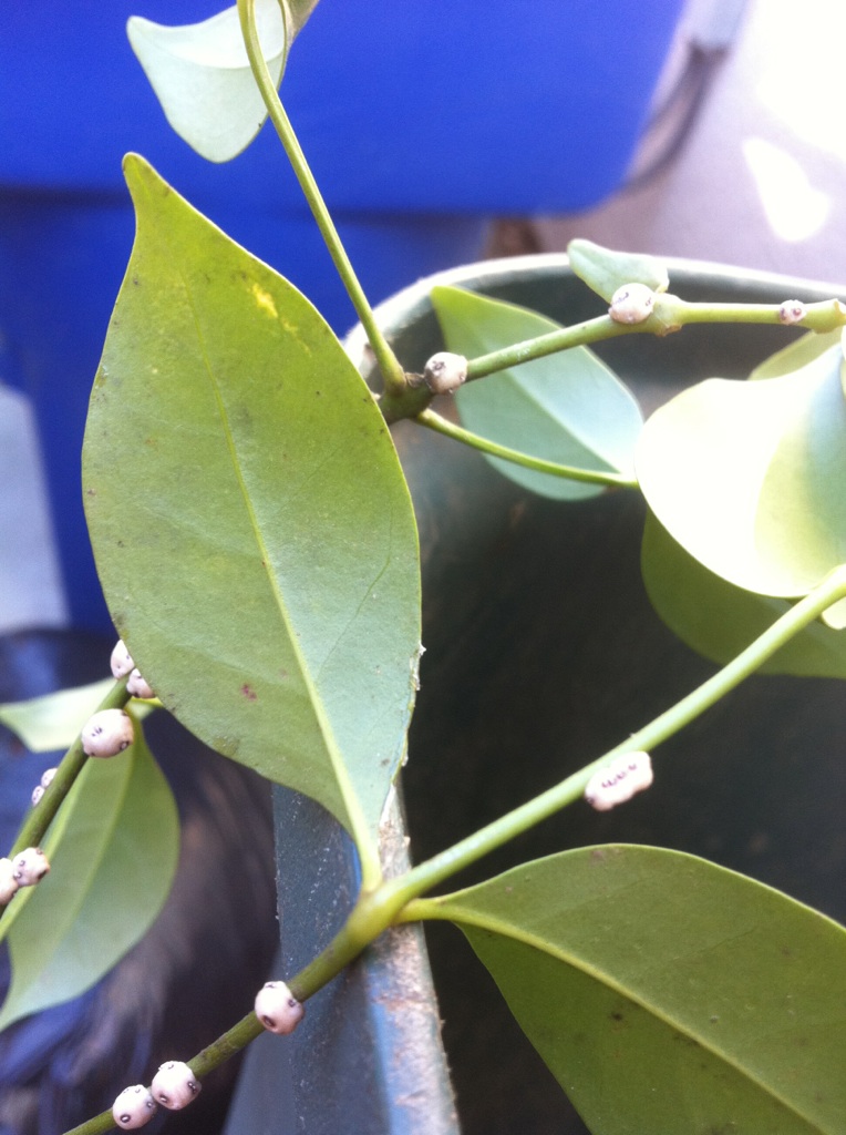 can anyone identify these? Insect10